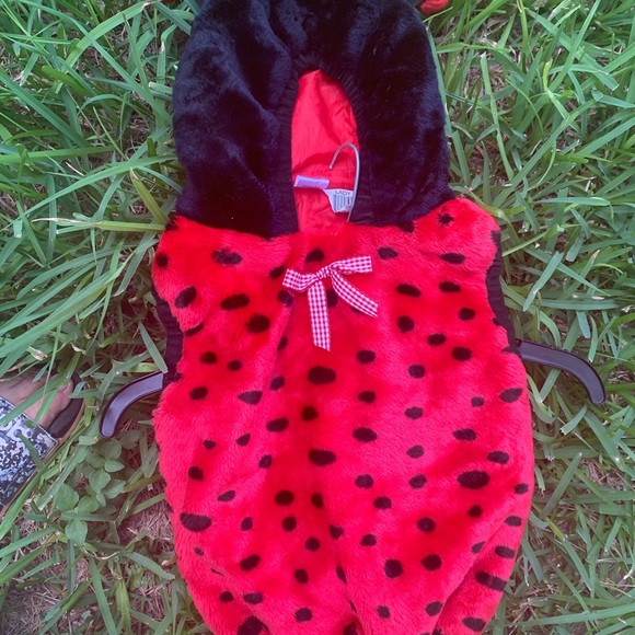 ladybug - Picture 5 of 5